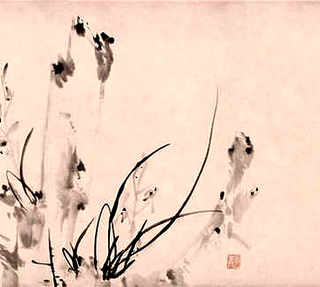 泡沫箱中型碗莲养殖，碗莲养殖全过程图片