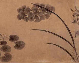 如何养殖观音莲，观音莲座蕨养殖方法