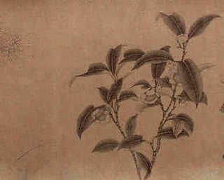 扶桑花的养殖方法打顶视频，扶桑花的养殖方法