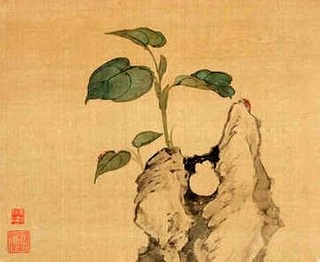 浅谈貉子的养殖技术