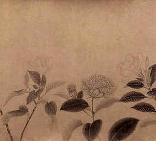 龙鳞海芋养殖方法和注意事项，海芋的养殖方法和注意事项