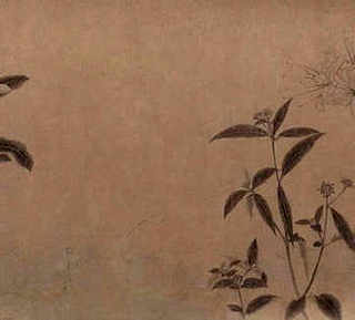 君子兰的养殖方法和注意事项冬季，君子兰的养殖方法和注意事项详解