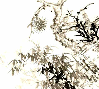 金钱龟养殖场图片，金钱龟养殖场图片大全大图