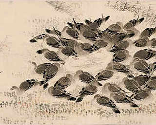 螃蟹掌怎样养才开花，螃蟹掌的养殖