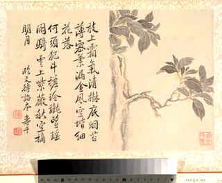 自制巢虫木片配方大全，巢虫片制作及配方