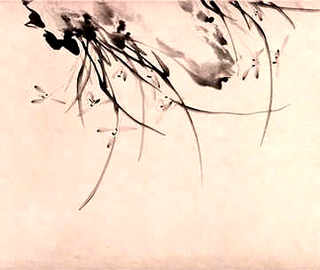 小虎尾兰的养殖，小虎兰养殖方法