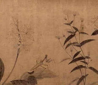 麦穗鱼养殖密度，麦穗鱼养殖密度