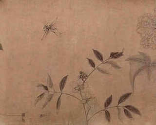 小青龙是什么龙虾，动物小青龙