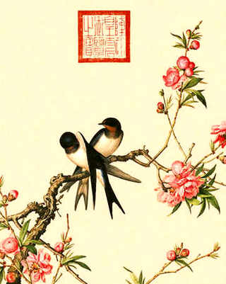 珠珠花养殖方法，珠珠花养殖方法