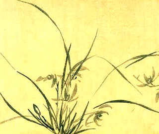 黄缘龟养殖环境，黄缘龟缸环境造景